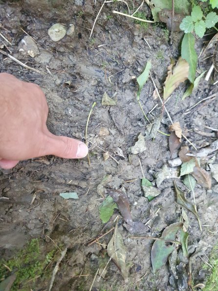 PA_AT_KOB_abovefootprintphoto_20210925125723704