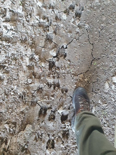 PA_AT_KOB_abovefootprintphoto_20210926114425465