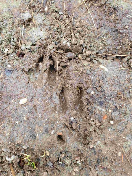 PA_AT_KOB_abovefootprintphoto_20220402101704332