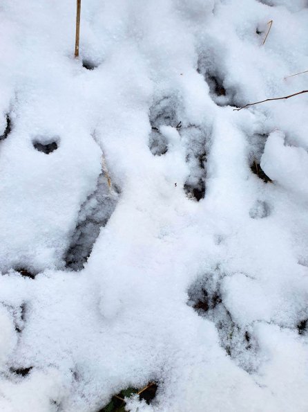 PA_AT_KOB_abovefootprintphoto_20220403100005727