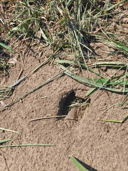 PA_AT_KOB_abovefootprintphoto_20220611101013966