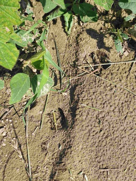 PA_AT_KOB_abovefootprintphoto_20220611101219501