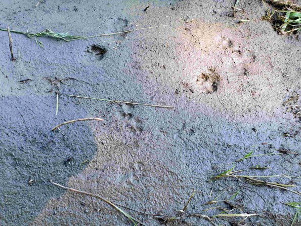 PA_AT_KOB_abovefootprintphoto_20220611103041754