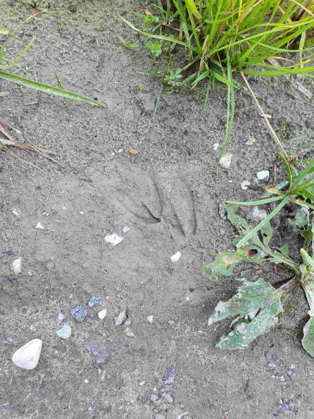 PA_AT_KOB_abovefootprintphoto_20220611105254727