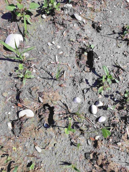 PA_AT_KOB_abovefootprintphoto_20220611105917122