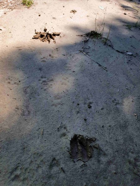 PA_AT_KOB_abovefootprintphoto_20220611111711771