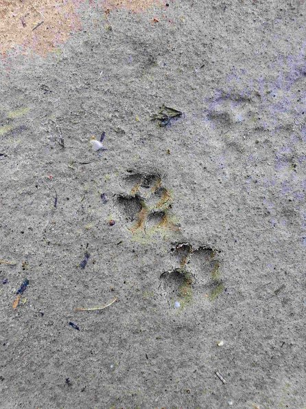 PA_AT_KOB_abovefootprintphoto_20220611111800568