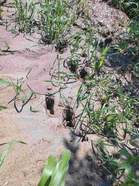 PA_AT_KOB_abovefootprintphoto_20220611112409935