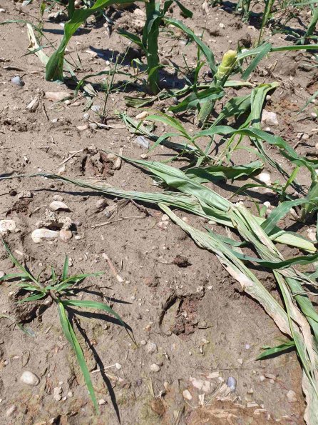 PA_AT_KOB_abovefootprintphoto_20220611114113515