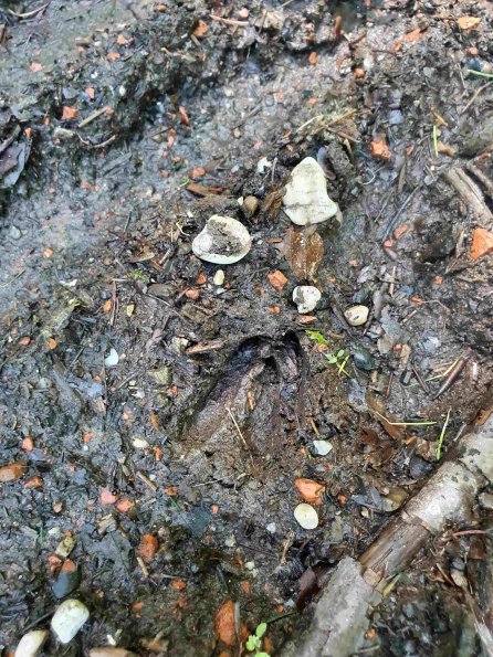 PA_AT_KOB_abovefootprintphoto_20220611115248318