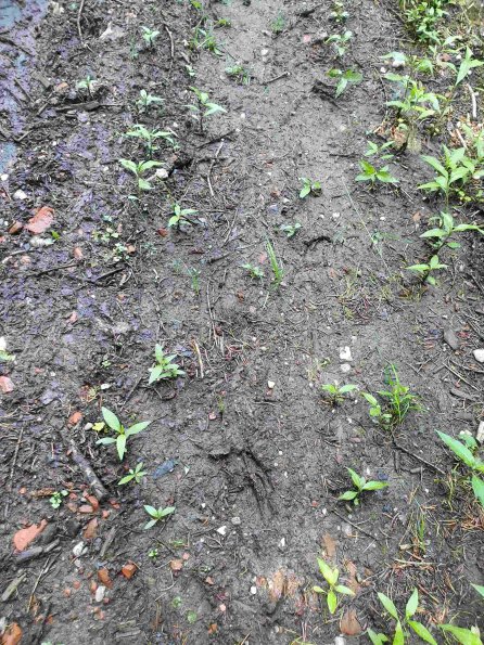 PA_AT_KOB_abovefootprintphoto_20220611115339700