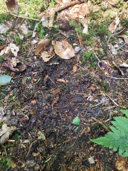 PA_AT_KOB_abovefootprintphoto_20220611115913256