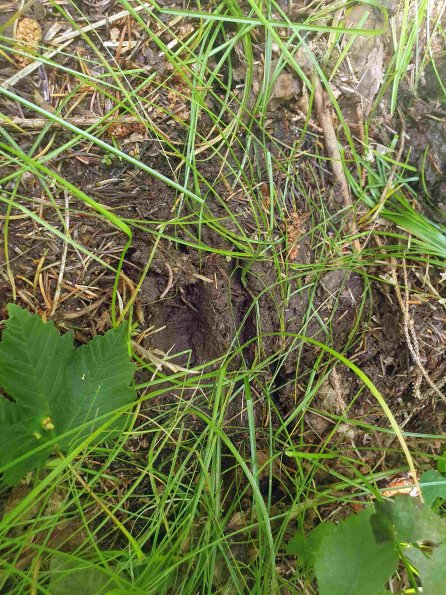 PA_AT_KOB_abovefootprintphoto_20220611130751635