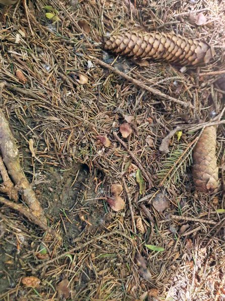 PA_AT_KOB_abovefootprintphoto_20220611140254392