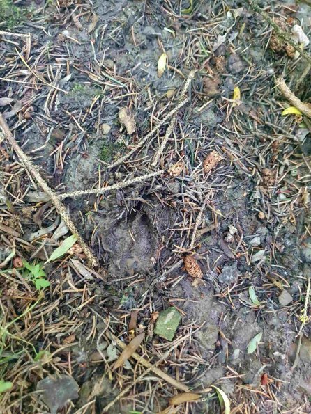 PA_AT_KOB_abovefootprintphoto_20220611140451664