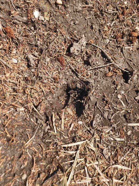 PA_AT_KOB_abovefootprintphoto_20220611142627567