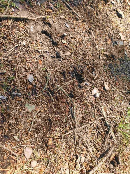 PA_AT_KOB_abovefootprintphoto_20220611143245571