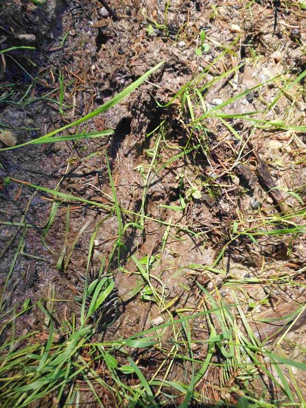 PA_AT_KOB_abovefootprintphoto_20220611144203667