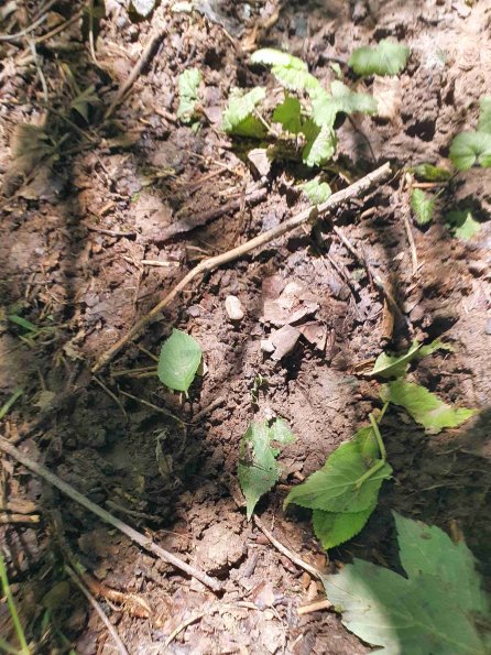 PA_AT_KOB_abovefootprintphoto_20220611151958560