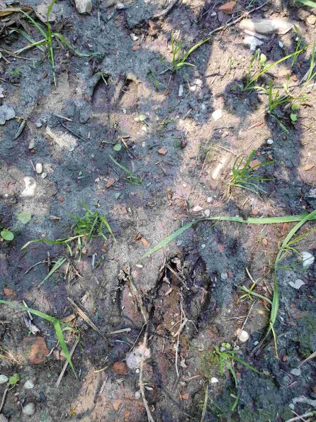 PA_AT_KOB_abovefootprintphoto_20220611152953372