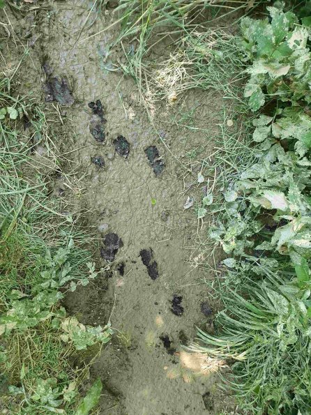 PA_AT_KOB_abovefootprintphoto_20220611153245260