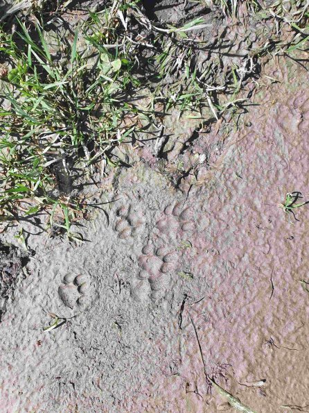 PA_AT_KOB_abovefootprintphoto_20220611153820500