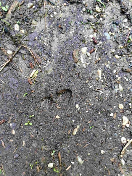 PA_AT_KOB_abovefootprintphoto_20220611155819848