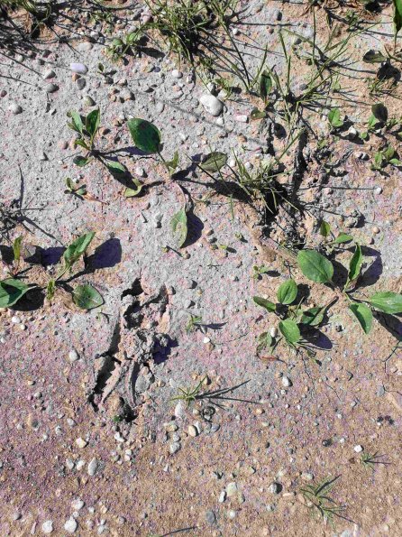 PA_AT_KOB_abovefootprintphoto_20220611164718960