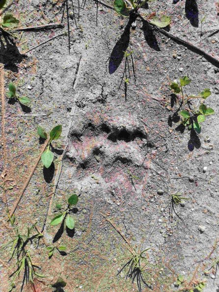 PA_AT_KOB_abovefootprintphoto_20220611170223001