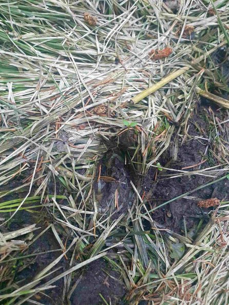 PA_AT_KOB_abovefootprintphoto_20220611181626735