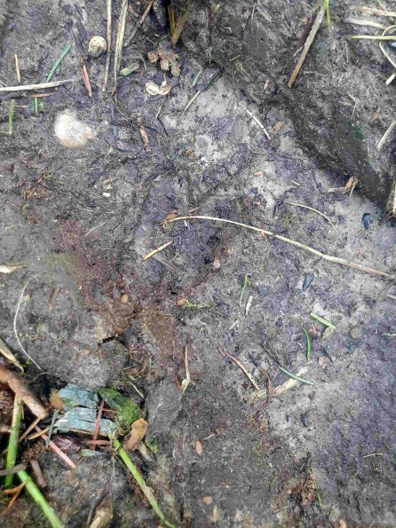 PA_AT_KOB_abovefootprintphoto_20220611182305438