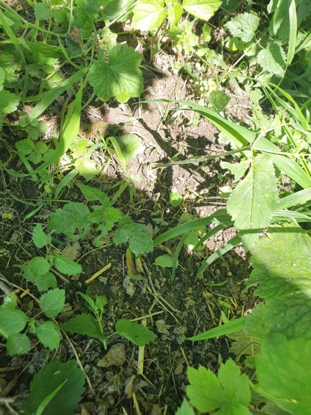 PA_AT_KOB_abovefootprintphoto_20220612105813119