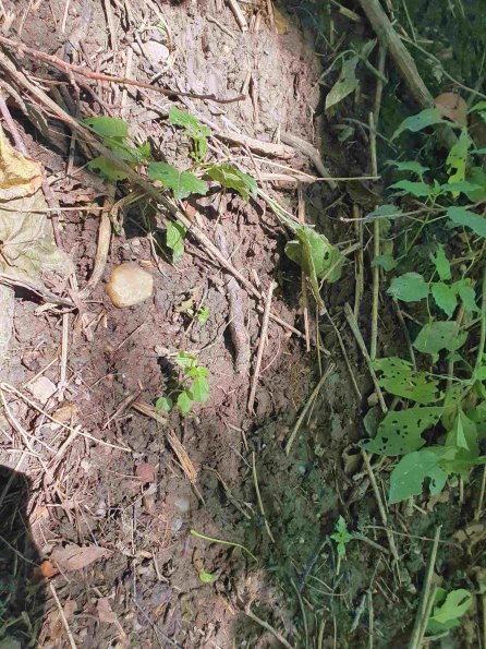 PA_AT_KOB_abovefootprintphoto_20220612113535729