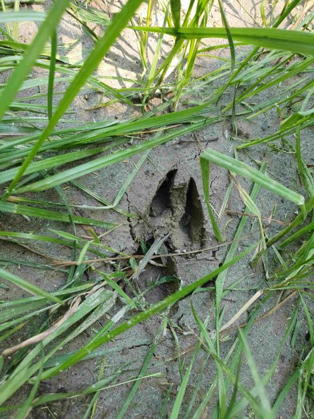 PA_AT_KOB_abovefootprintphoto_20220612114012819