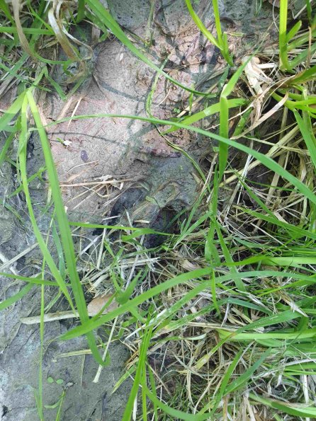 PA_AT_KOB_abovefootprintphoto_20220612134956621