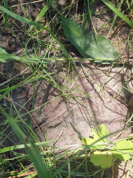 PA_AT_KOB_abovefootprintphoto_20220612145829395