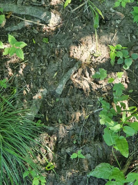 PA_AT_KOB_abovefootprintphoto_20220612150832100