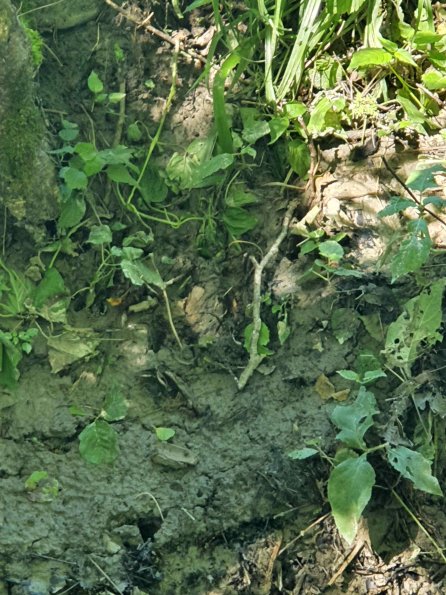 PA_AT_KOB_abovefootprintphoto_20220612151645812