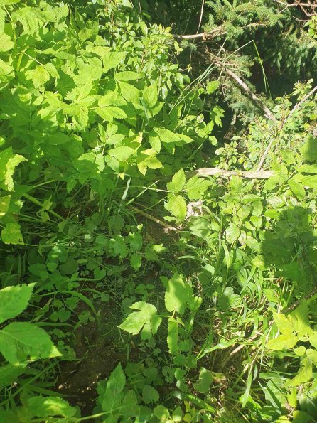 PA_AT_KOB_abovefootprintphoto_20220612173809919