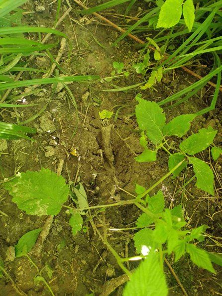 PA_AT_KOB_abovefootprintphoto_20220612174117513