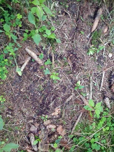 PA_AT_KOB_abovefootprintphoto_20220612185329144