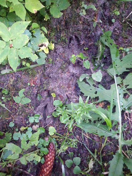 PA_AT_KOB_abovefootprintphoto_20220612185604826