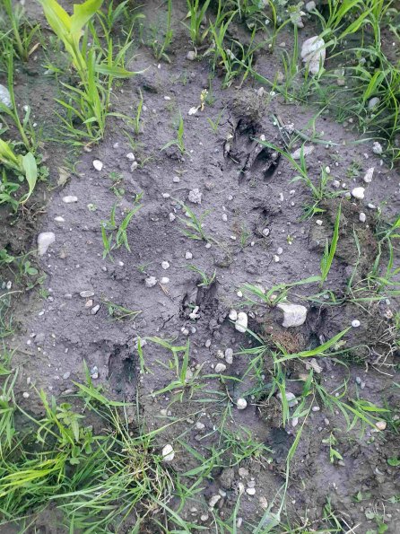 PA_AT_KOB_abovefootprintphoto_20220612200505845