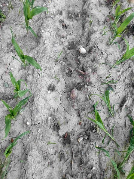 PA_AT_KOB_abovefootprintphoto_20220612201547587