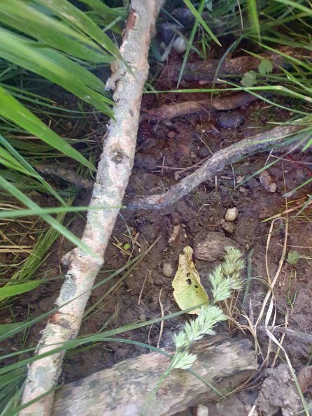 PA_AT_KOB_abovefootprintphoto_20220612202208491