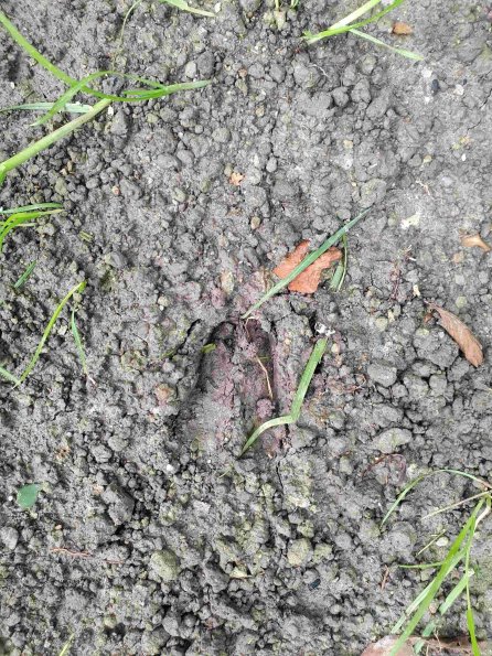 PA_AT_KOB_abovefootprintphoto_20220613105553538