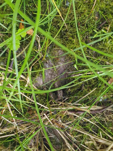 PA_AT_KOB_abovefootprintphoto_20220613105844417