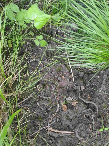 PA_AT_KOB_abovefootprintphoto_20220613110044454