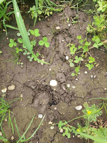 PA_AT_KOB_abovefootprintphoto_20220613111209259