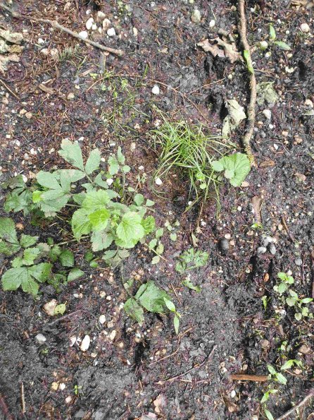 PA_AT_KOB_abovefootprintphoto_20220613112527846